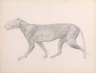 Vergleichende anatomische Darstellung der Struktur des menschlichen Körpers mit der eines Tigers und einer Kuh von George Stubbs